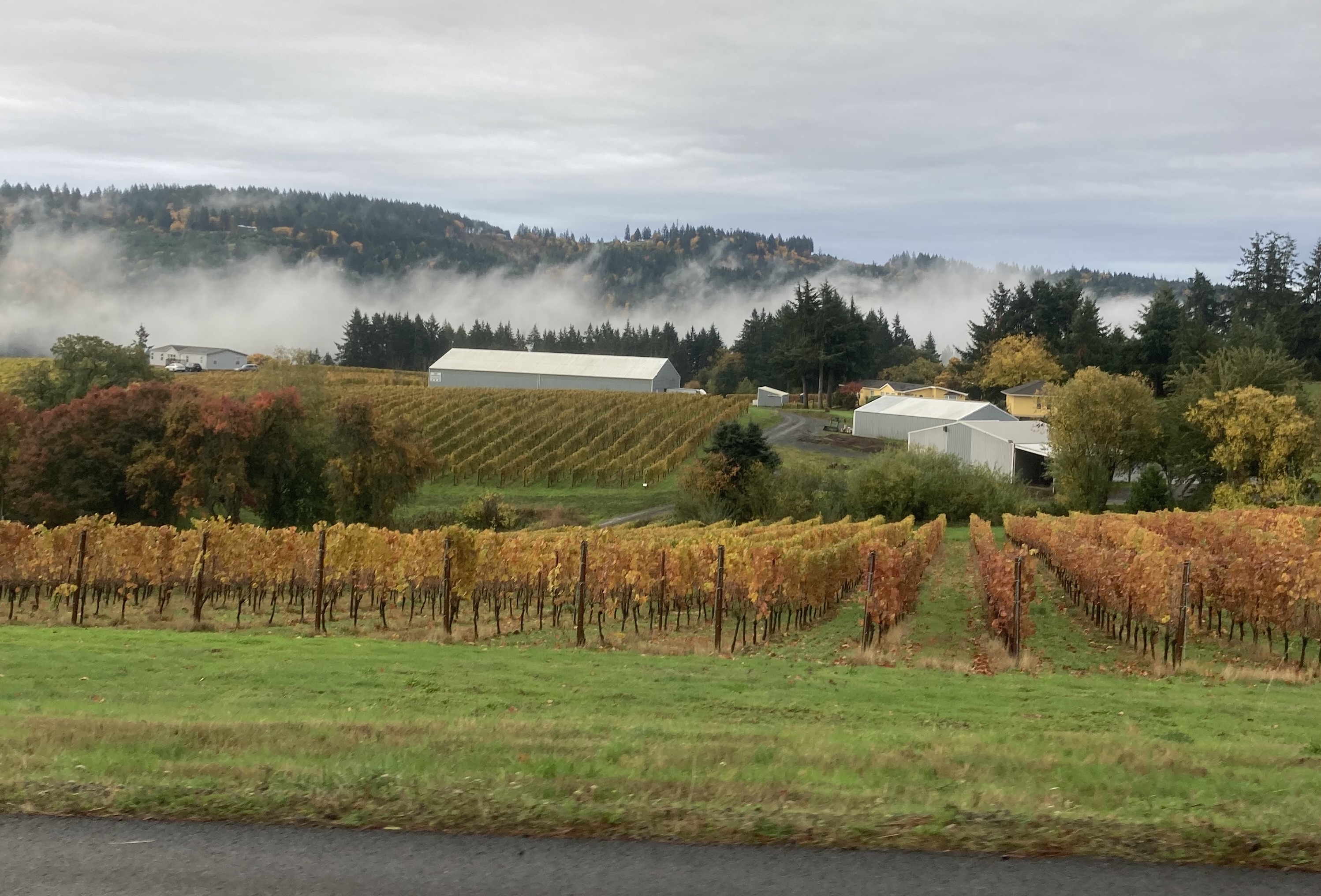 Yamhill County scenary